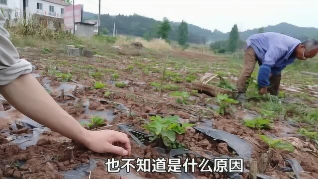 无花果能卖20一斤,没想到果苗培育这么简单,一根枝条就能长成