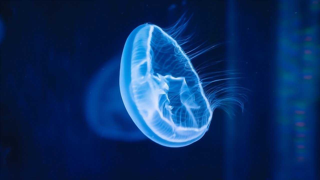 海月水母这么漂亮,有毒吗?