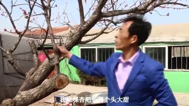 杨晓霞说娱乐:杏树,桃树的种植管理技术