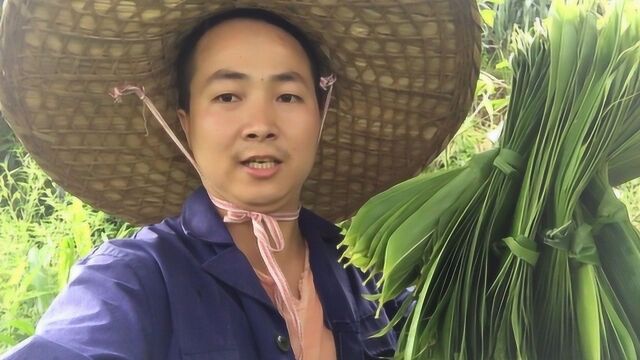 农村大山里长得像竹子的棕叶,你见过吗?小伙和父母摘了一大把