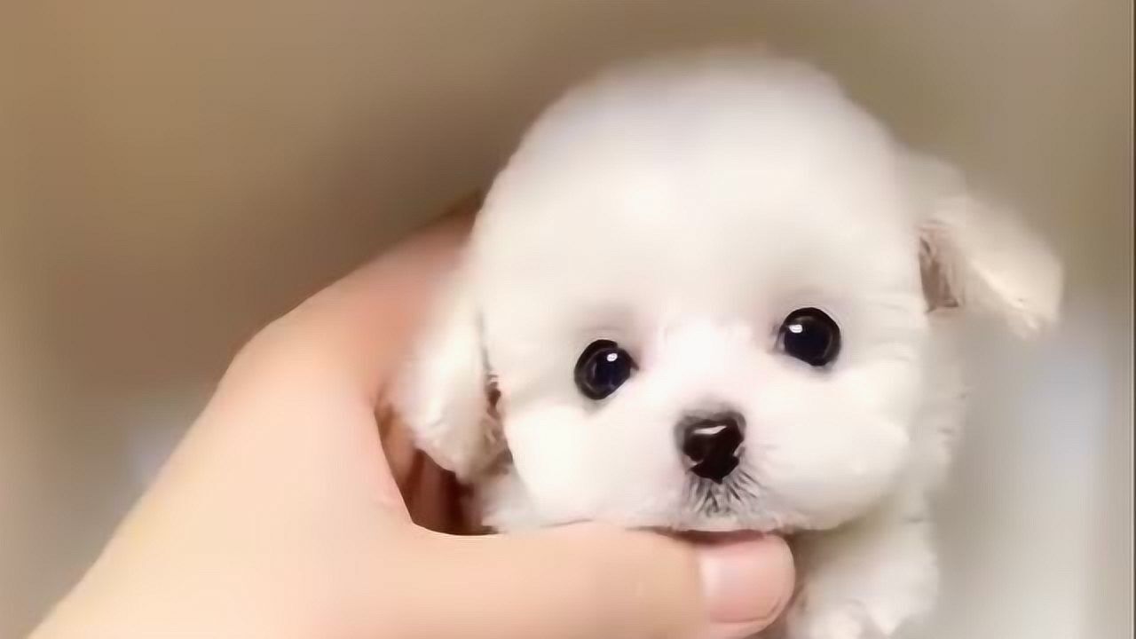 没想到可爱的茶杯犬,居然还是个小可怜