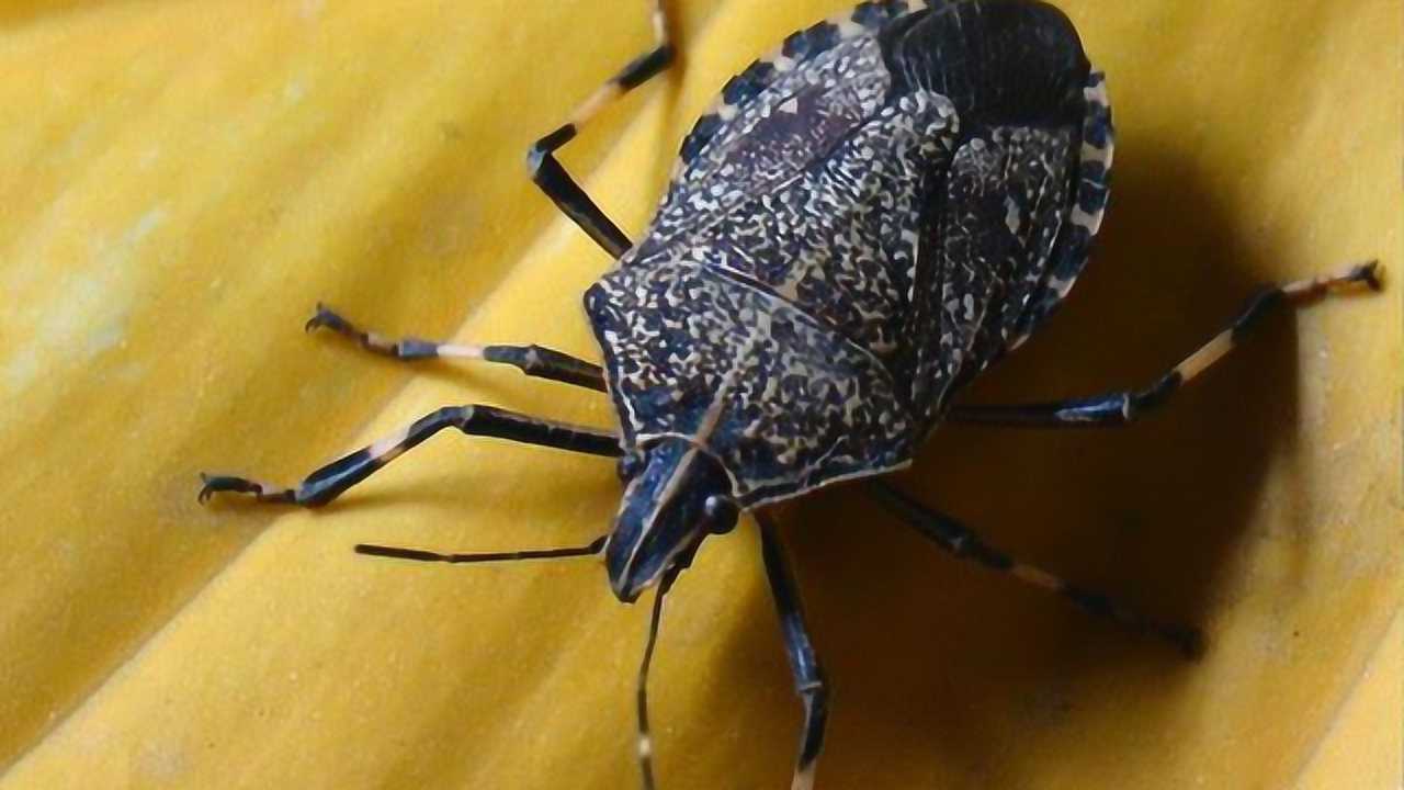 将160只放屁虫放在一起刺激它们放屁结果太搞笑了