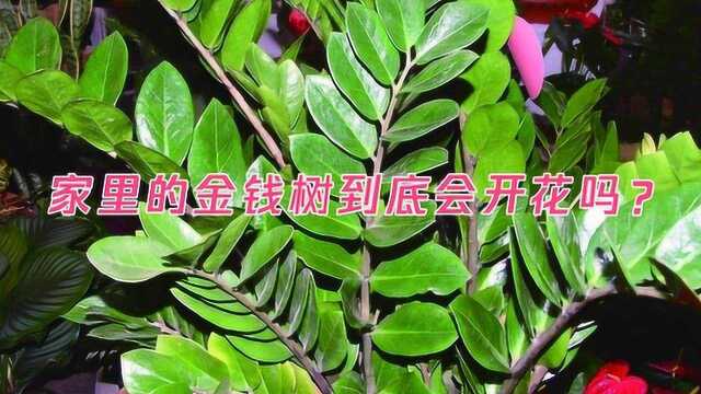 家里的金钱树到底会开花吗?