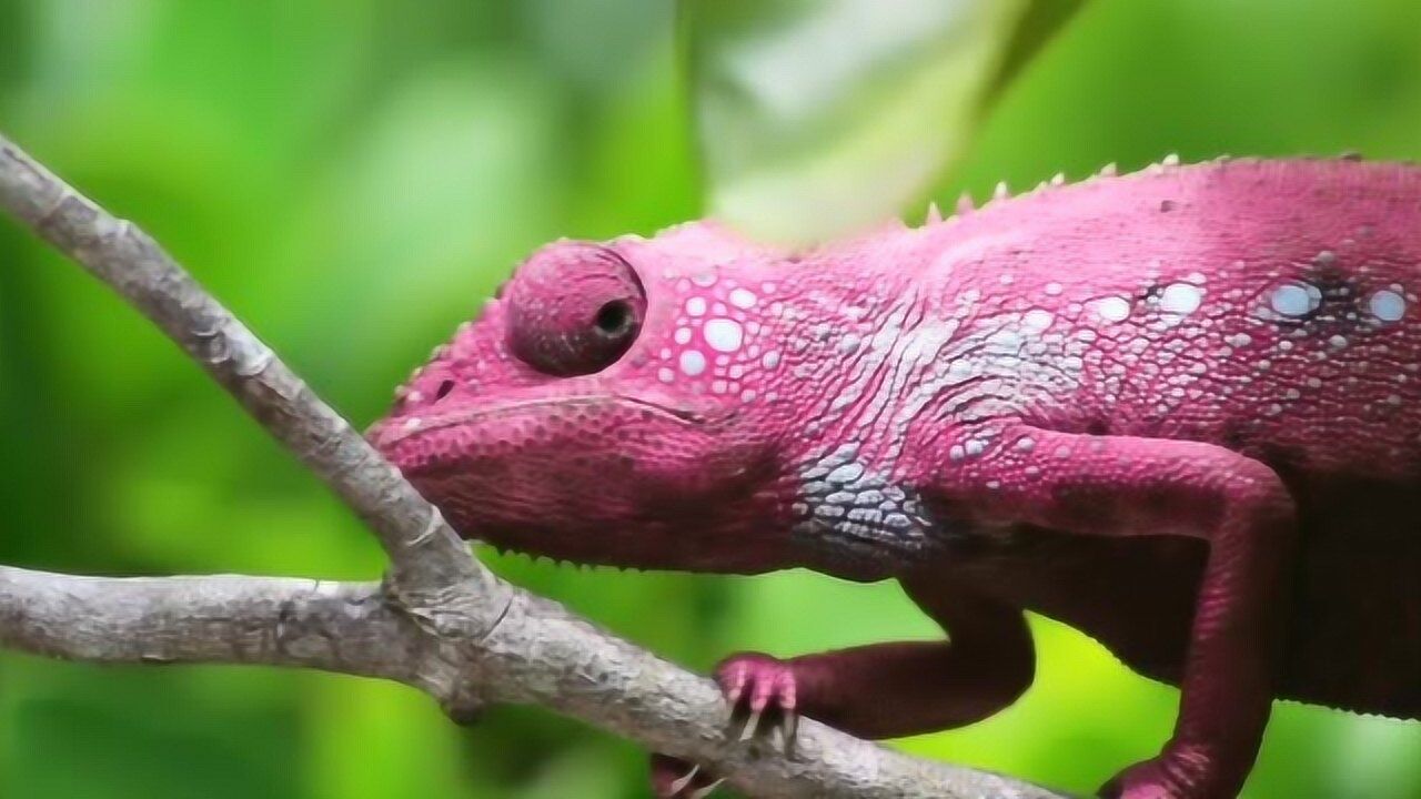 近距离观察变色龙伪装变色全过程