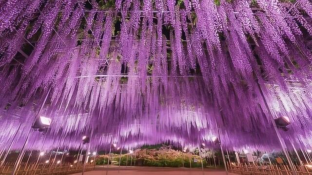 日本最大的紫藤萝花园,拥有150岁的大紫藤,满园紫色太绚烂!