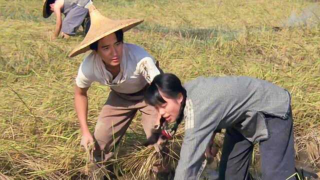 郑少秋张学友大傻梁朝伟主演的动作片,帮农民收庄稼,明星云集