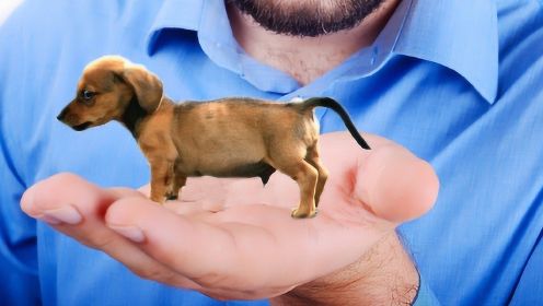 世界上最小的四种狗