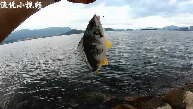 香港吐露港海钓矶钓!黑沙鱼黄脚腊鱼