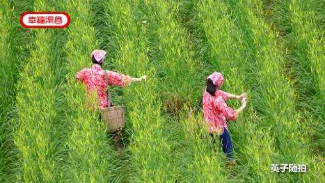 四川达州:中国黄花之都 渠县民俗摄影协会望江乡黄花基地采风