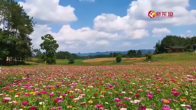 花垣县龙潭镇金溶花海