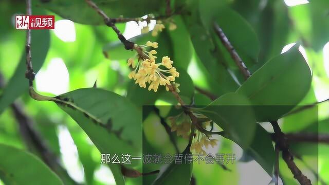 初夏微凉 满陇桂雨公园“明星桂”提早绽放