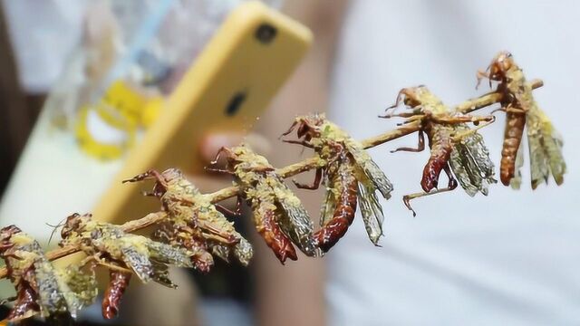 油炸蜘蛛嘎嘣脆 生猛又刺激的昆虫宴你敢吃吗?