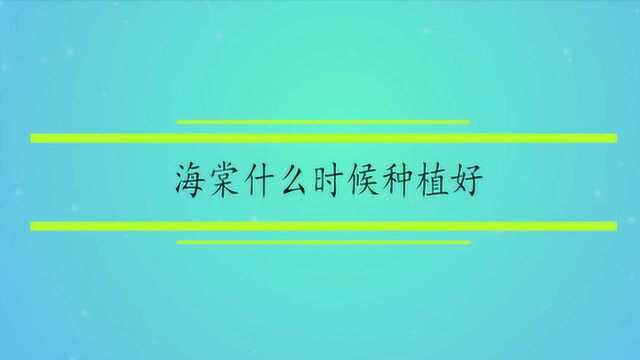 海棠什么时候种植好