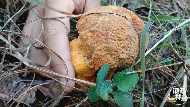 雨后的松树林长了野生菌,小伙上山捡到形状怪异,五颜六色的蘑菇