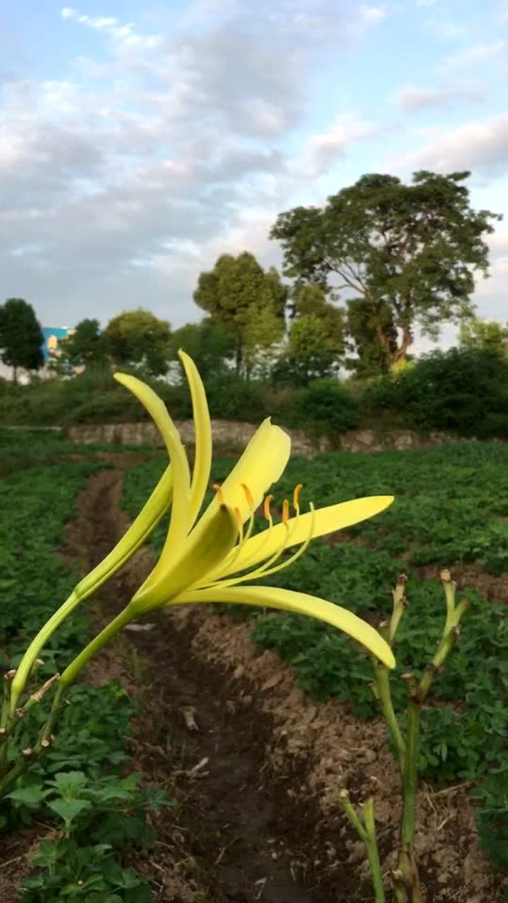 路边的黄花菜迎风摇曳着!