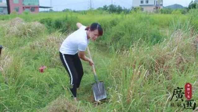 在网上看到的捉鱼陷阱,今天来制作一个,看看收获如何