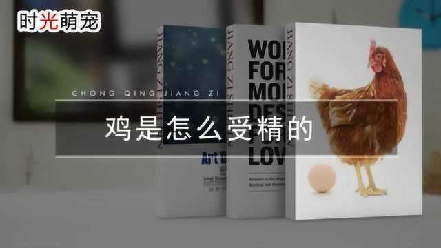 宠物百科:鸡是怎么受精的?鸡为什么会下蛋?