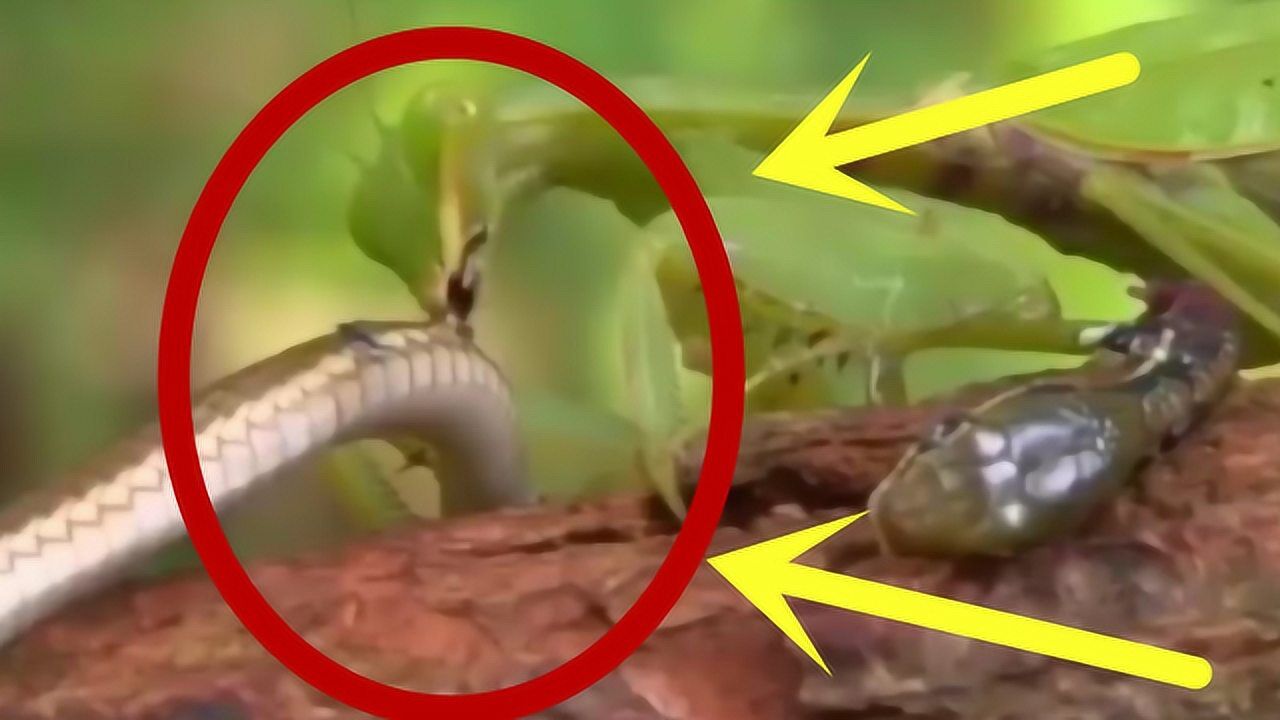 当螳螂遇到蛇之后会发生什么呢螳螂轻松的解决了蛇