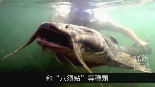 黑龙江大庆现不明水生物，龙形背鳍长须似蛇身，各地专家齐聚研究