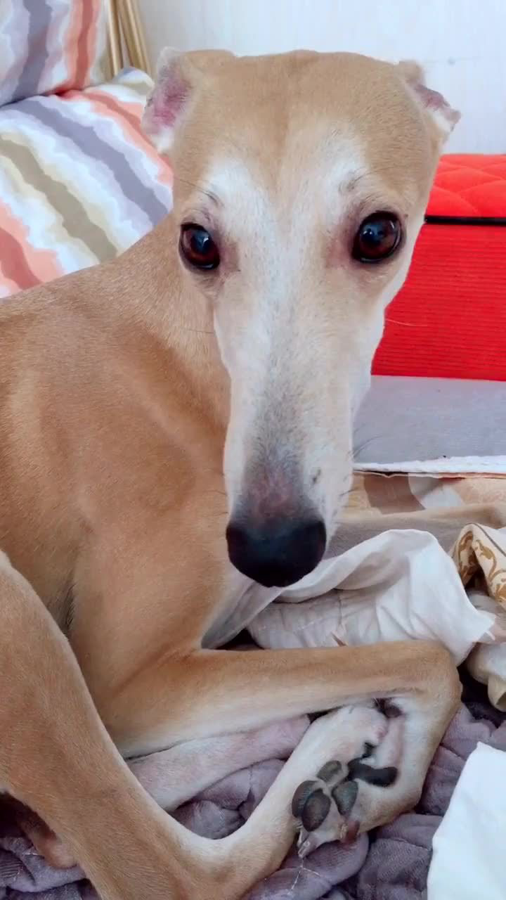 食蚁汪,你这脸比马脸都长