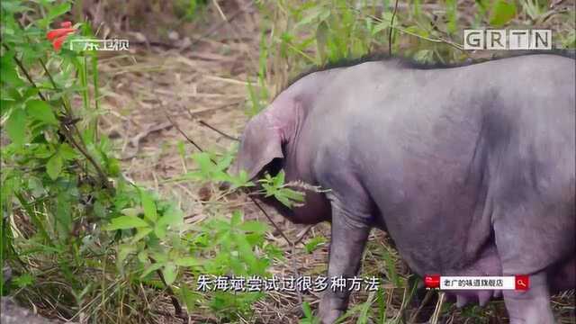 男子赶母猪进山找野猪“借种”成功改良基因,瘦肉多有嚼劲!