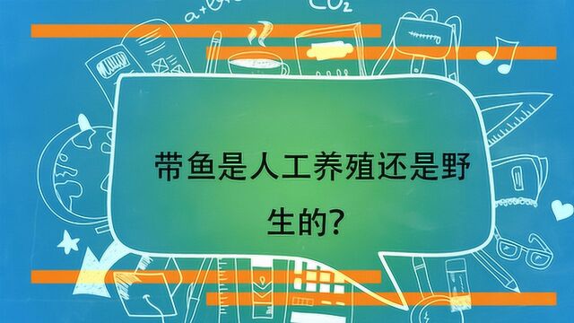 带鱼是人工养殖还是野生的?