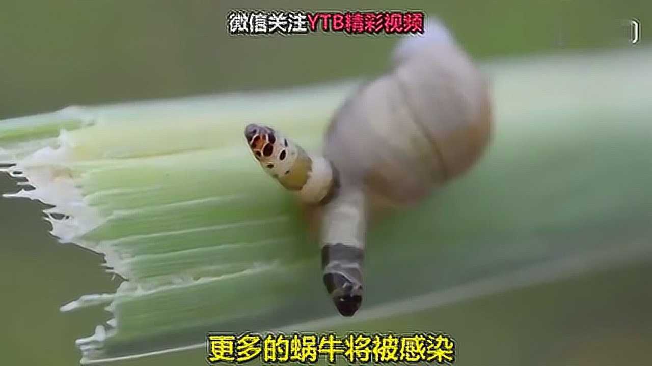 蜗牛吃下含有彩蚴吸虫虫卵的粪便后,就会被被寄生虫控制,成为僵尸蜗牛