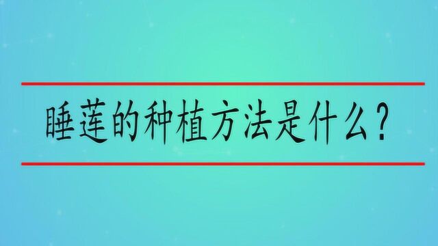 睡莲的种植方法是什么?