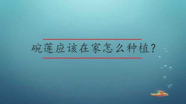 碗莲在家应该怎么种植?