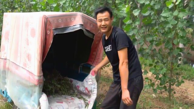 国勇抽空去地里,把晒干的花生棵拉回家,种的豆子也是结了不少