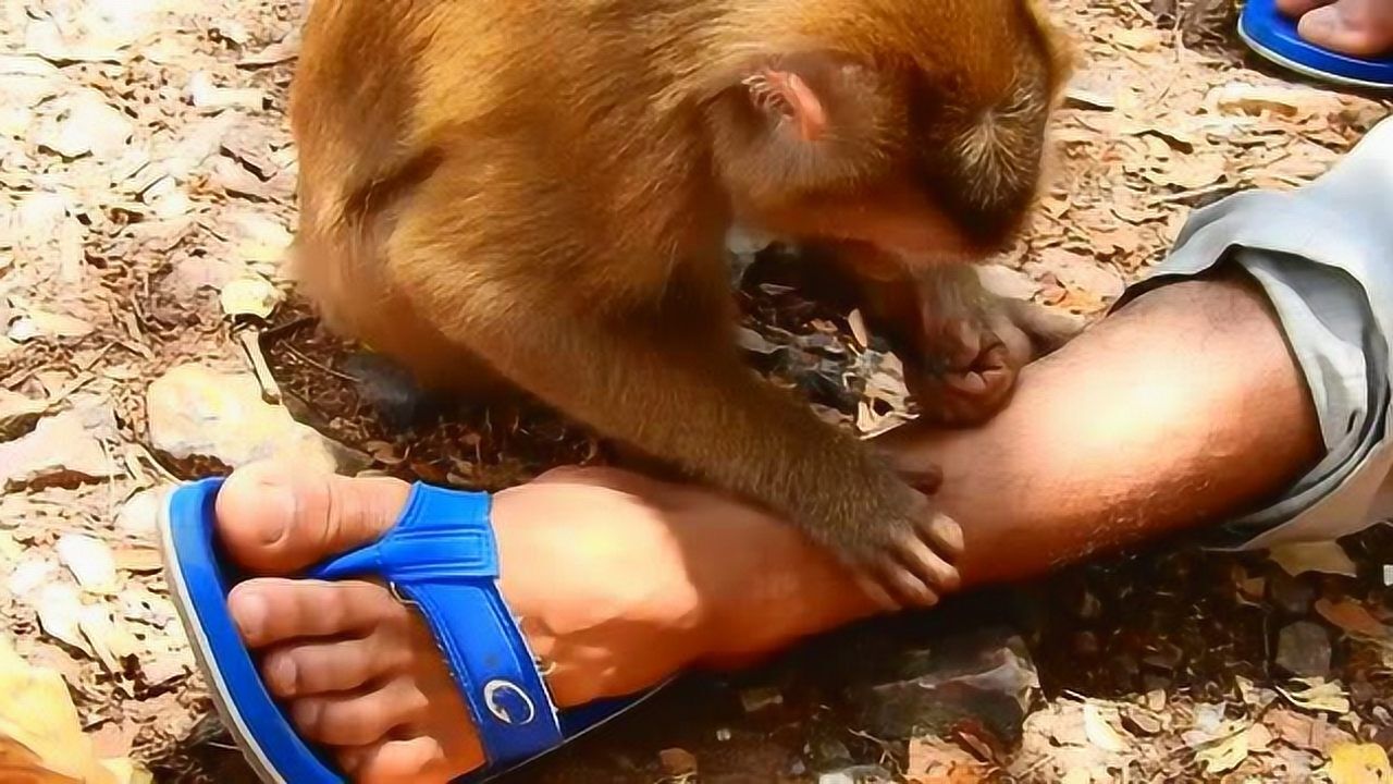国外男子因腿毛太长被猴子当成同类抓虱子,她不是想给你生猴子?