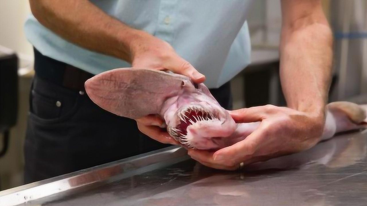 世间罕见的"魔鬼鲨",日本大厨生吃活剥,肝脏都不放过_腾讯视频