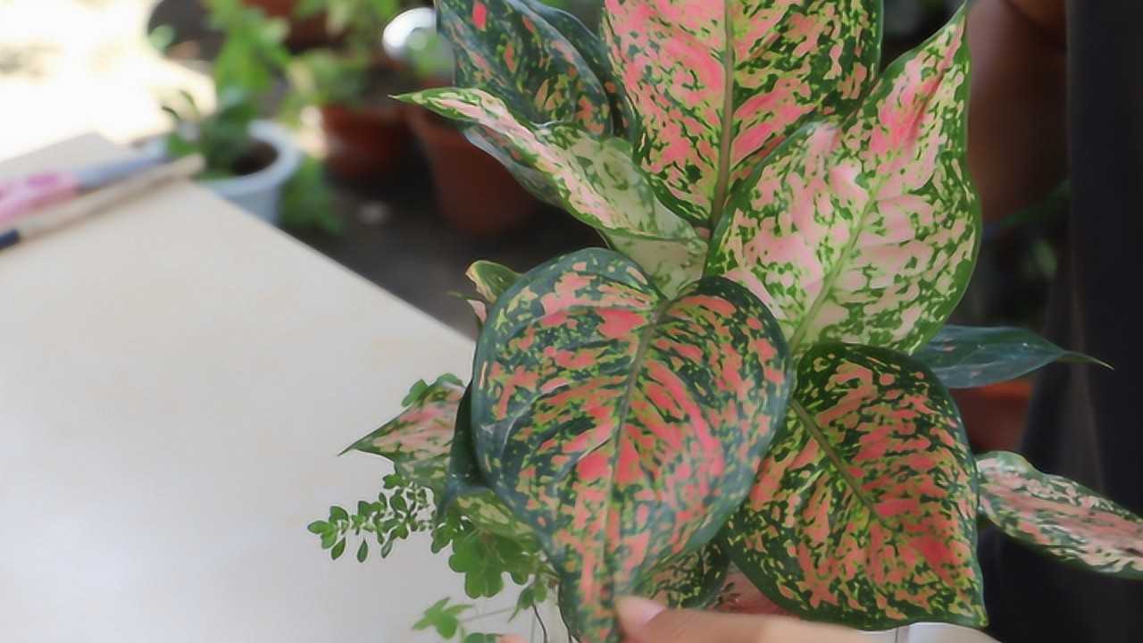 花叶万年青,这个方法,把叶子养得更加斑斓艳丽