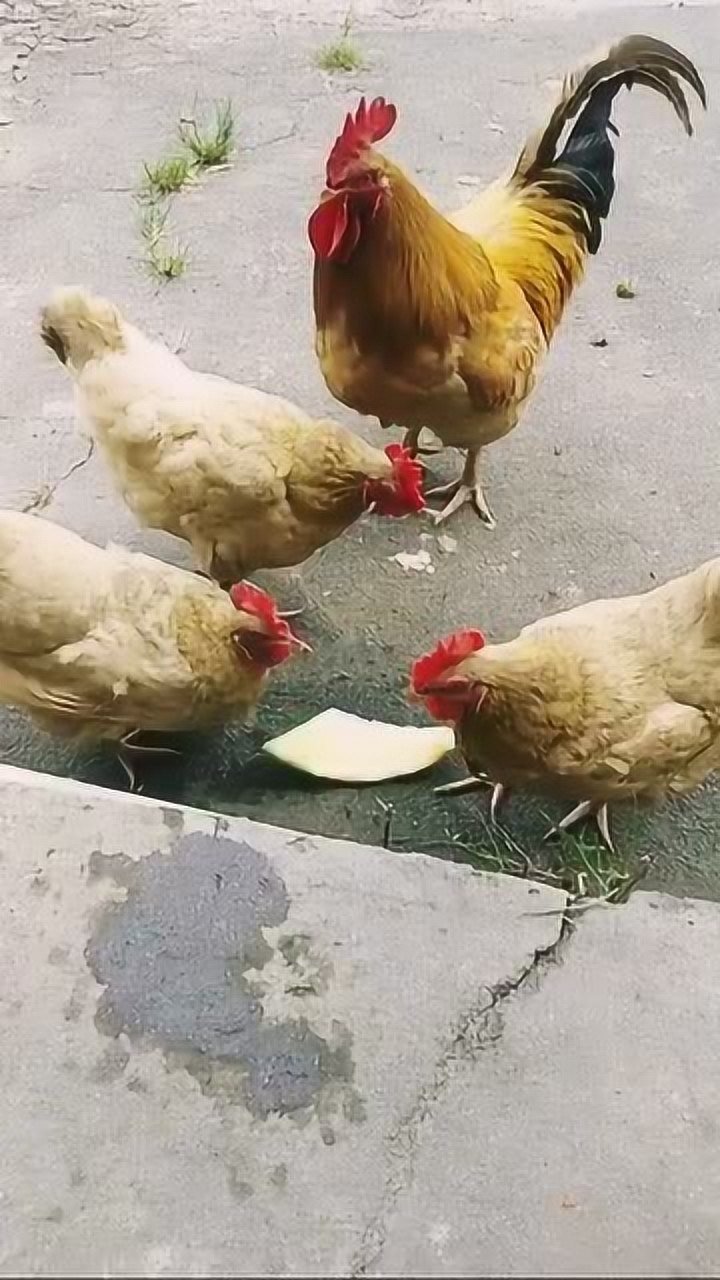 小鸡啄米