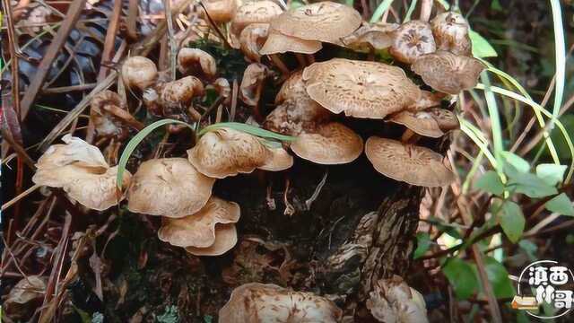 山里野味真诱人,树桩上漂亮又鲜嫩的蘑菇可以食用吗?看就知道了