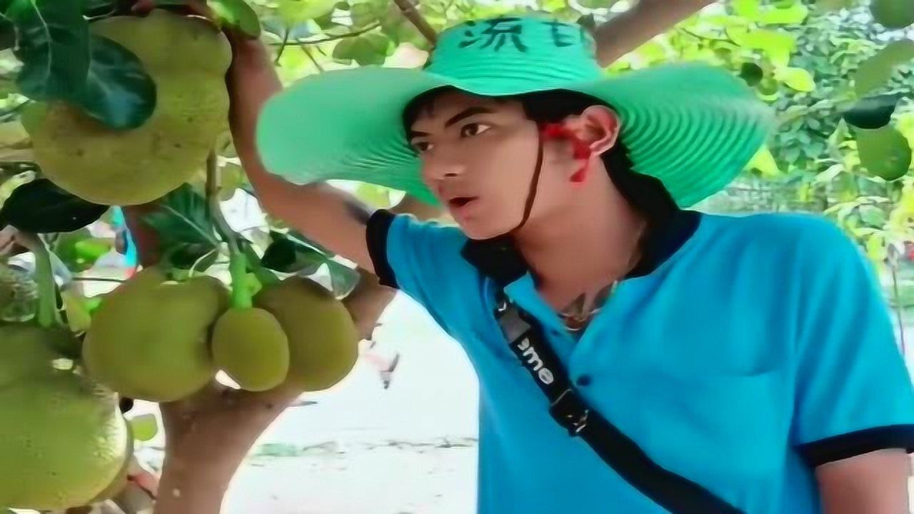 菠萝蜜为什么叫菠萝蜜泰国导游小哥太皮了居然这么说