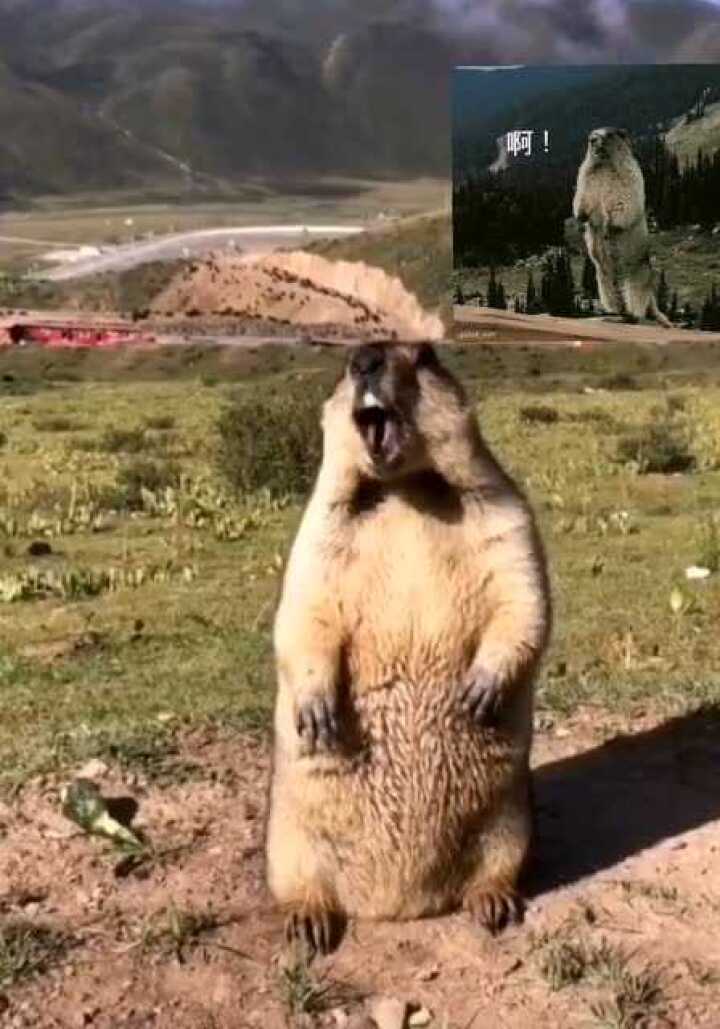 震惊已久的土拨鼠咆哮表情包原来土拔鼠真的会叫