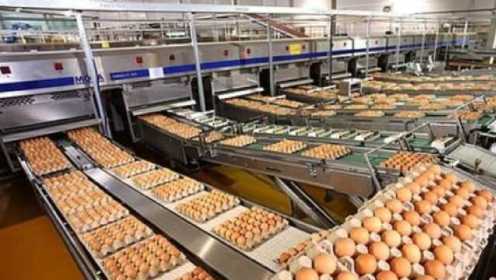 超市鸡蛋不是母鸡下的？养鸡场实地拍摄一圈，看完涨知识了！
