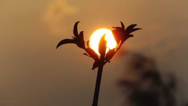 佛歌:云水禅心;今天教师节,我们尊敬师长,感恩老师的辛勤劳动