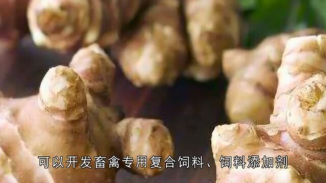 菊芋的价值跳出了蔬菜范畴,被称为“21世纪人畜共用作物”