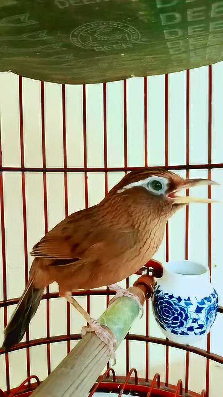 母画眉鸟发了情声是什么样这声音也太好听了吧