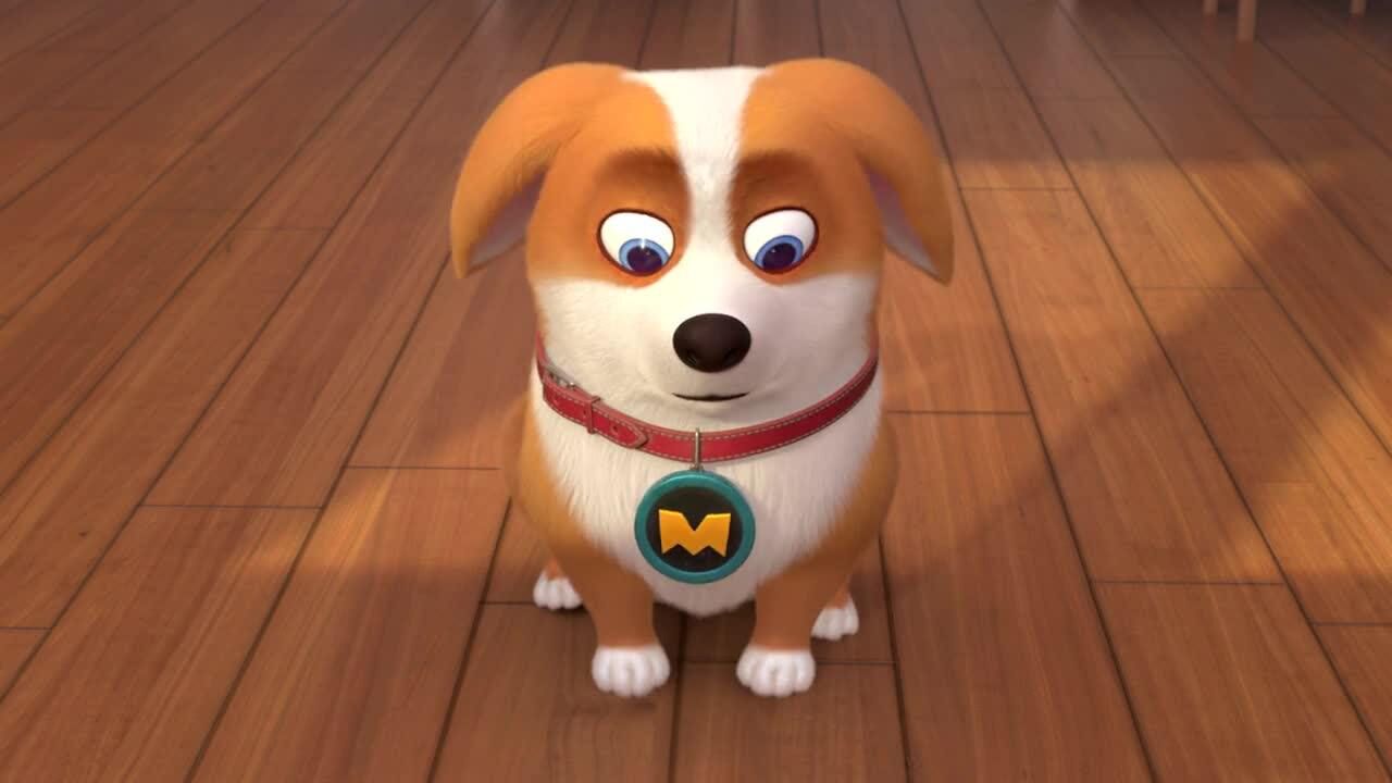 飞狗moco:狗狗不开心!