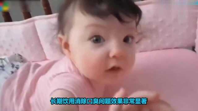 小叶苦丁可以长期喝吗,看看这个你就知道了