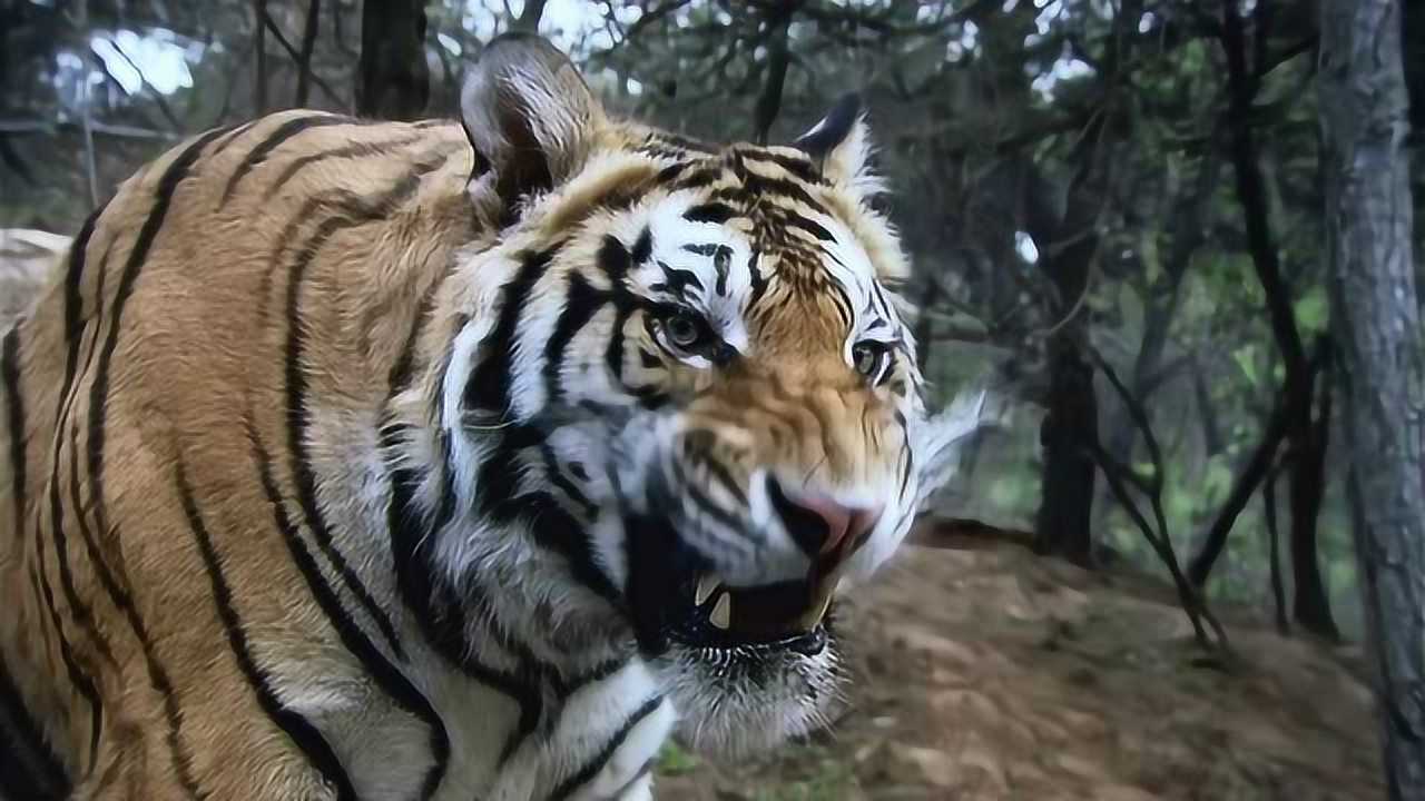 新水浒传武松打虎最紧张刺激的一幕看完让人肾上激素飙升