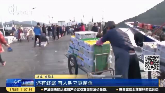 外地船员加速“归队” 宁波奉化区渔船陆续出海捕捞 东海海岸陆续上岸