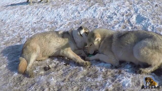 狼群是母系社会?狼王行动受狼后管制,就算上前卖萌讨好都不行?