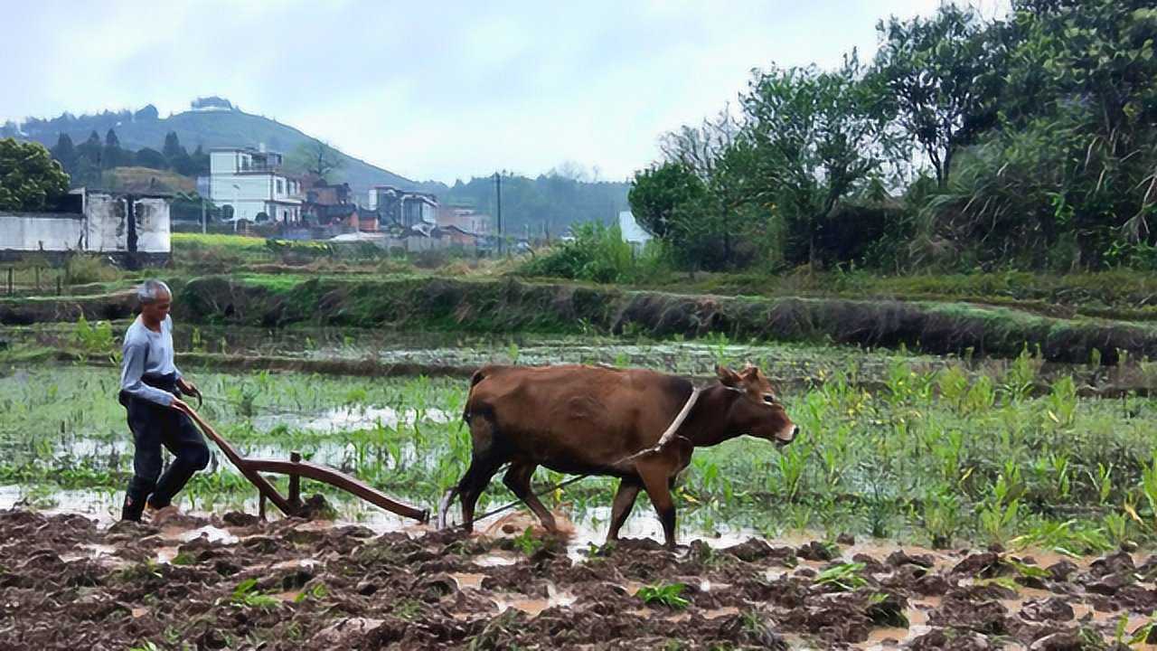 黄牛边犁田边叫唤是什么原因向老农请教才恍然大悟