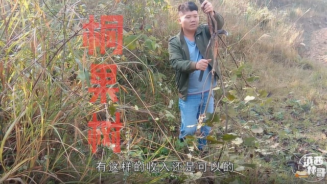 农村种植的这种果实,一年收入10000元以上,你们地方种植吗?