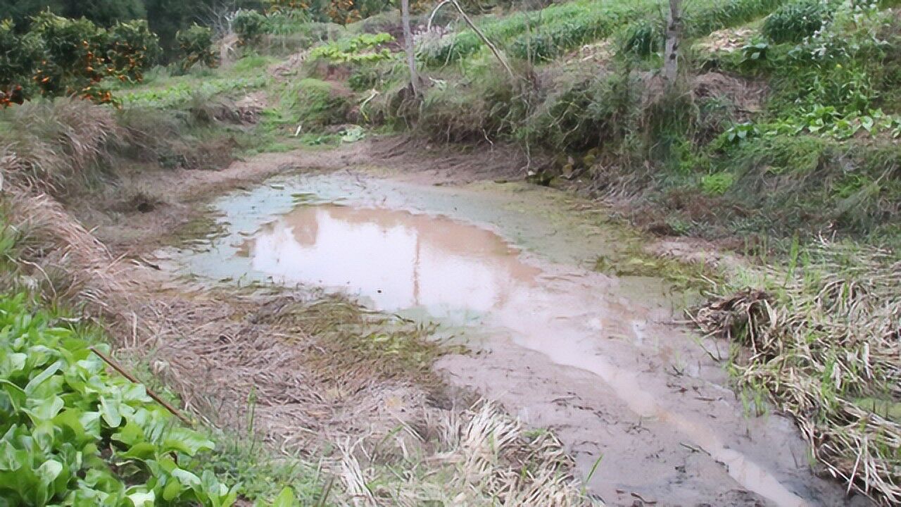 抽水灌溉果树没想到快要干涸的小池塘里竟有意外收获