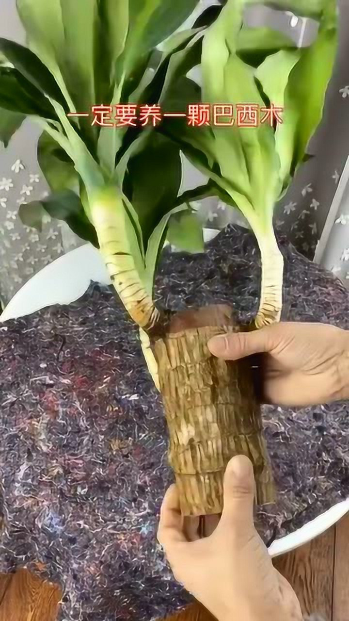 第一次见这么大的巴西木你家有吗